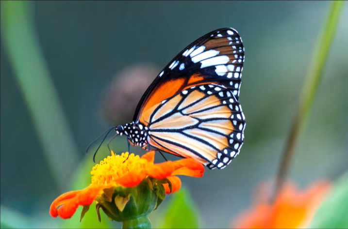 A monarch butterfly perched on an orange flower, shown as the original photo before any click.