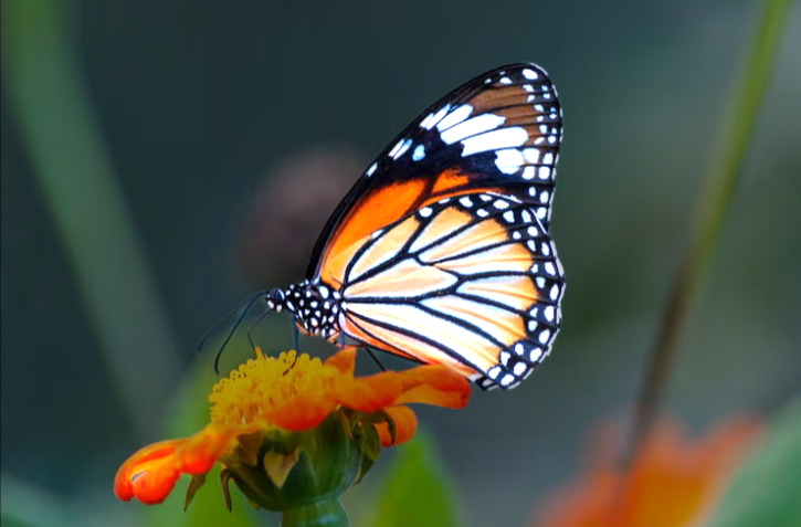 The same butterfly photo after a single click. SAM2 has segmented the butterfly: the butterfly itself appears noticeably brighter and more vivid, while the surrounding leaves and background are dimmer.